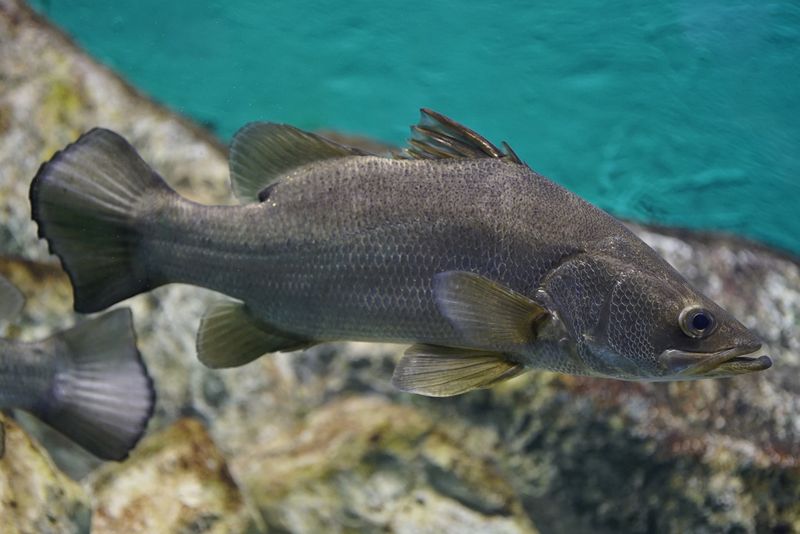 Nile Perch: Africa's Freshwater Giant