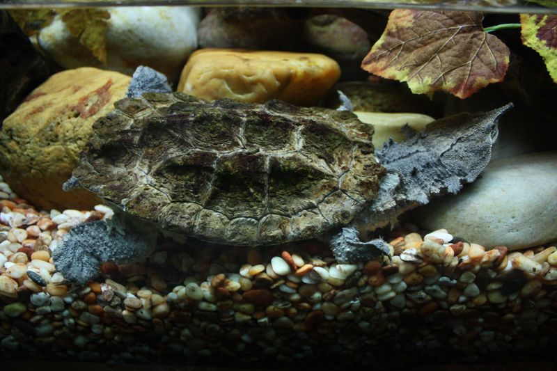 Mata Mata Turtle: Master Of Disguise
