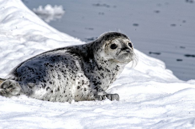 Ringed Seal Colonies Dot Alaska