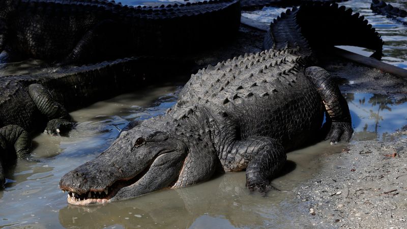 Mississippi Alligators Can Grow To Enormous Sizes