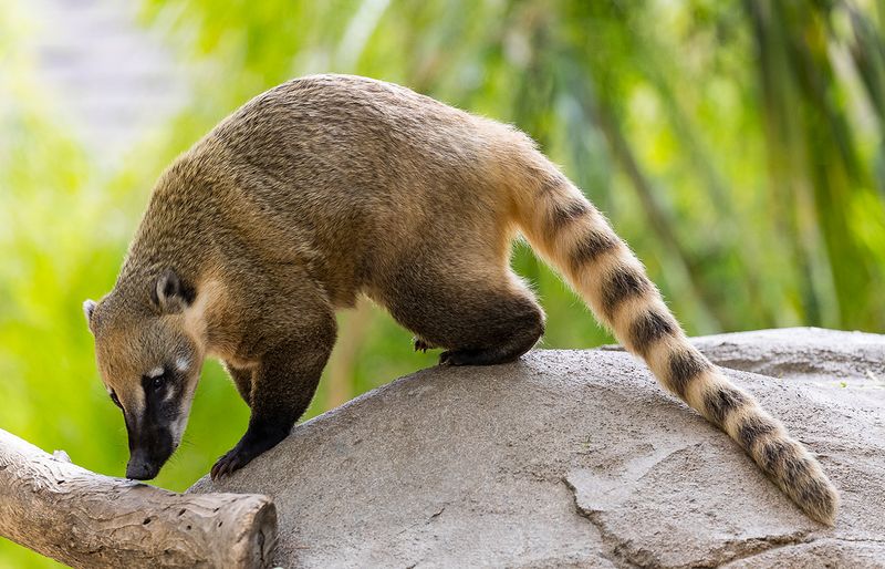 Coatimundis Bring Tropical Vibes