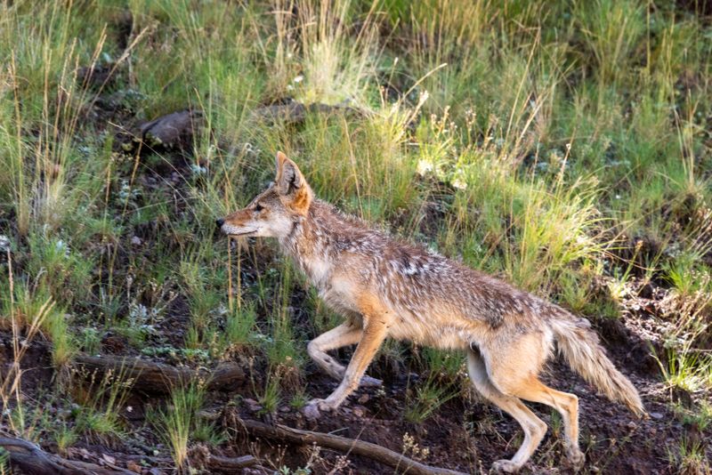 Coyotes Adapting To Changing Landscapes