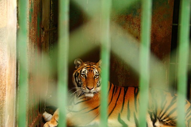 Big Cats: Wild Hearts Can't Be Tamed