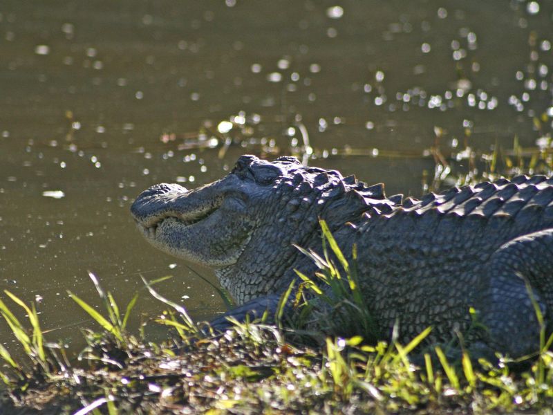 Mississippi Alligators Are Protected By Law