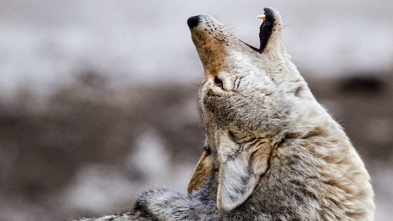 Coyotes: Wild Canids That Resist Domestication