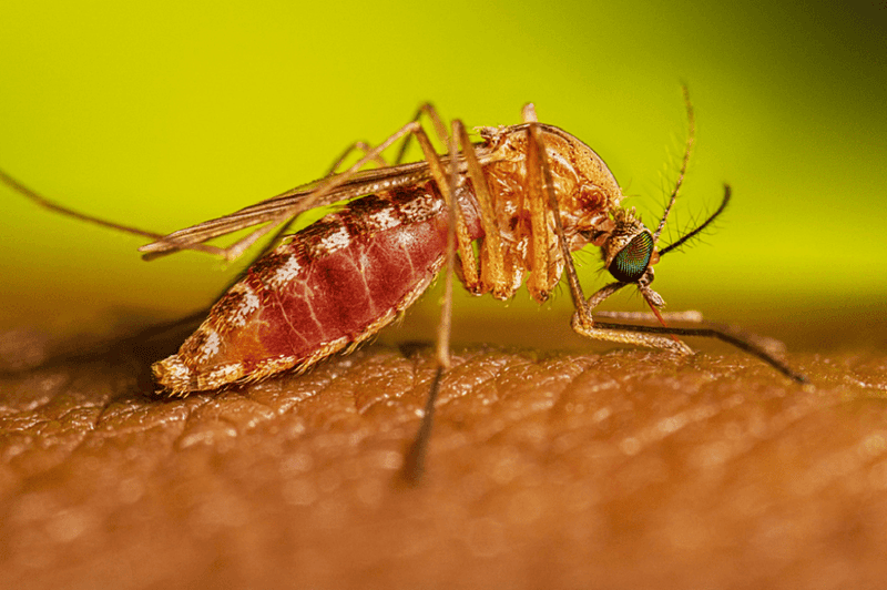 Mosquitoes: The Disease Vectors