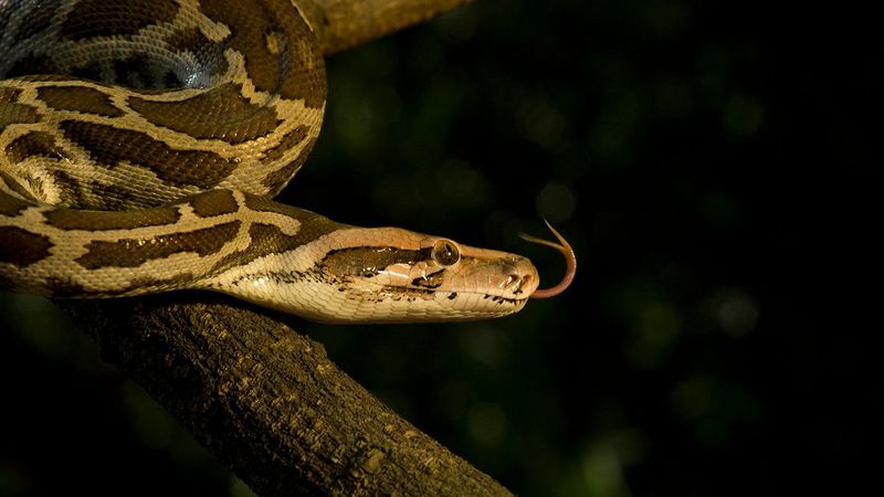 Pythons