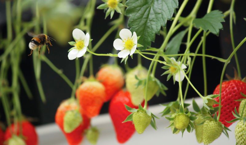 Berry Bounty Providers