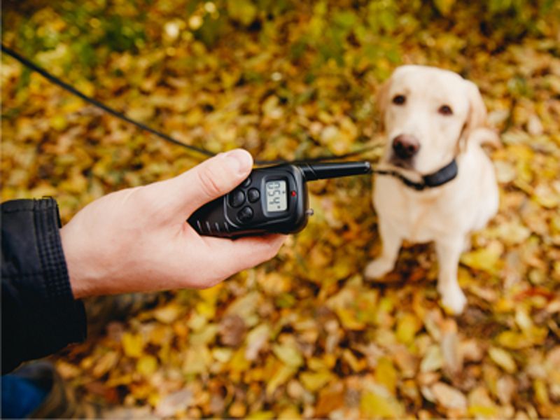 Shock Collars Cause Lasting Trauma