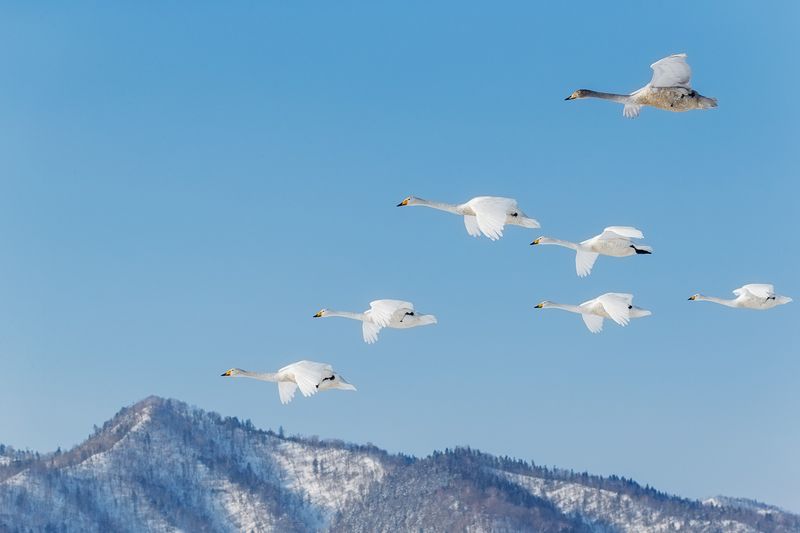 Whooper Swan