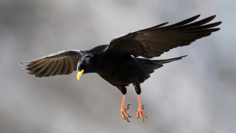 Yellow-billed Chough