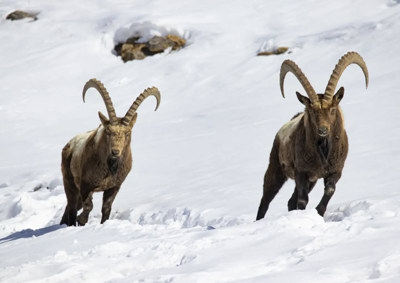 Alpine Ibex