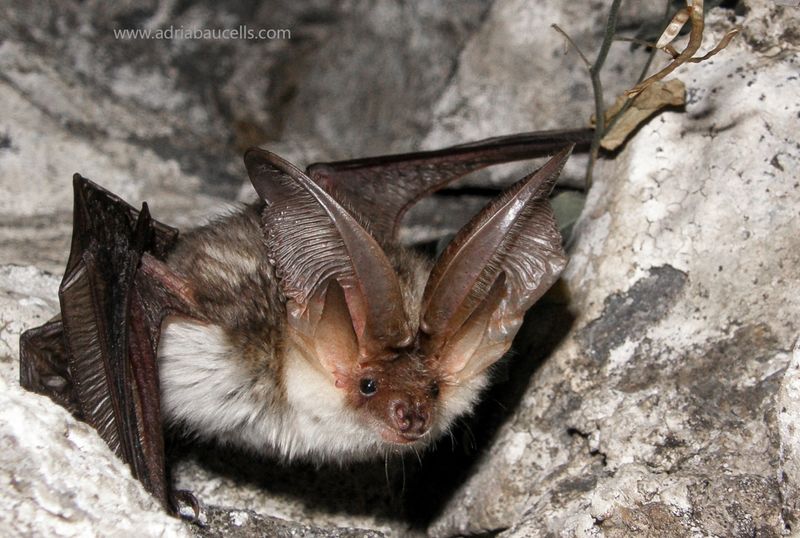 Alpine Long-Eared Bat