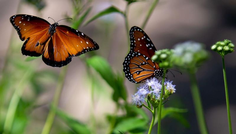 Sonoran Desert's Surprising Butterfly Oasis