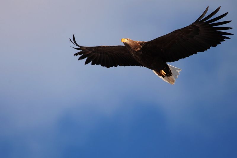 White-Tailed Eagle