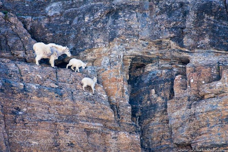 Cliff-Dancing Mountain Goats