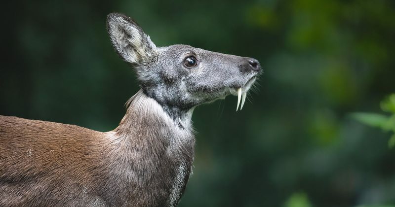 Invisible Himalayan Musk Deer