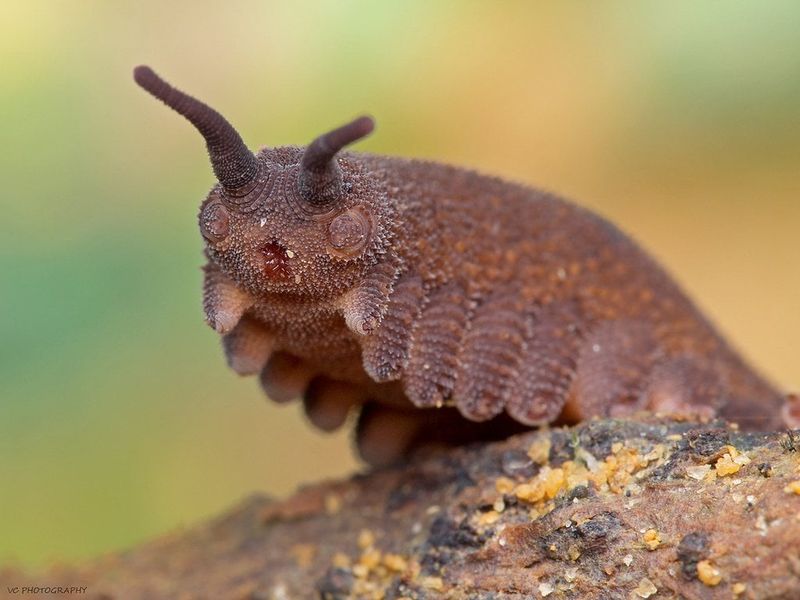 Velvet Worm – The Slow-Motion Time Capsule