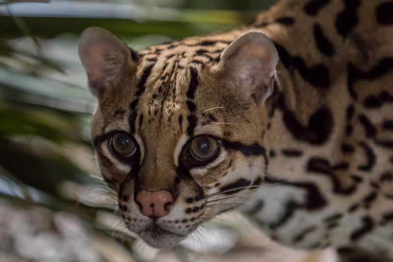 Ocelot – Fading Jungle Cat