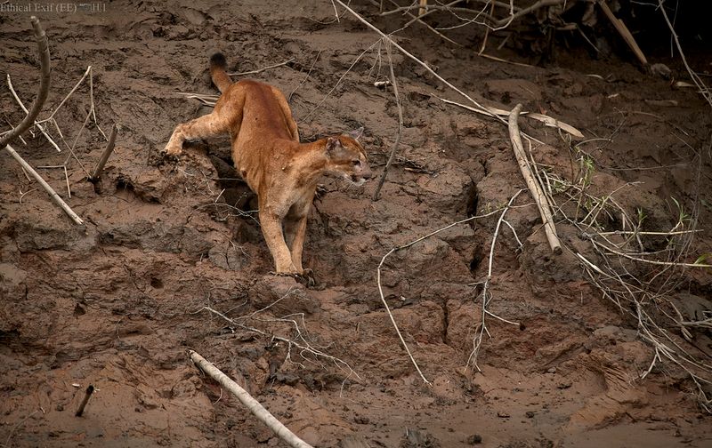 Riverbank Stalkers: Pumas