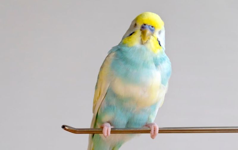 Budgerigars – Tiny Talkers With Big Vocabularies