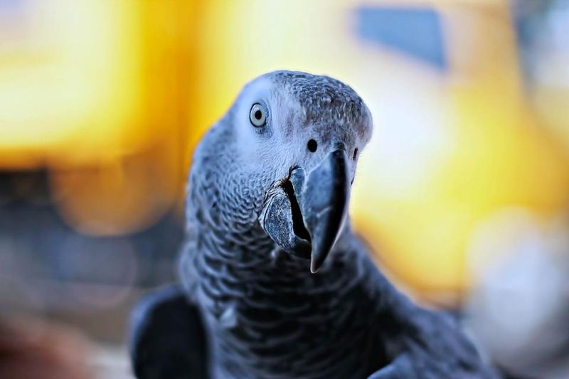 African Greys Develop Separation Anxiety