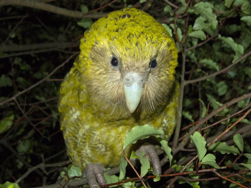 Kakapo