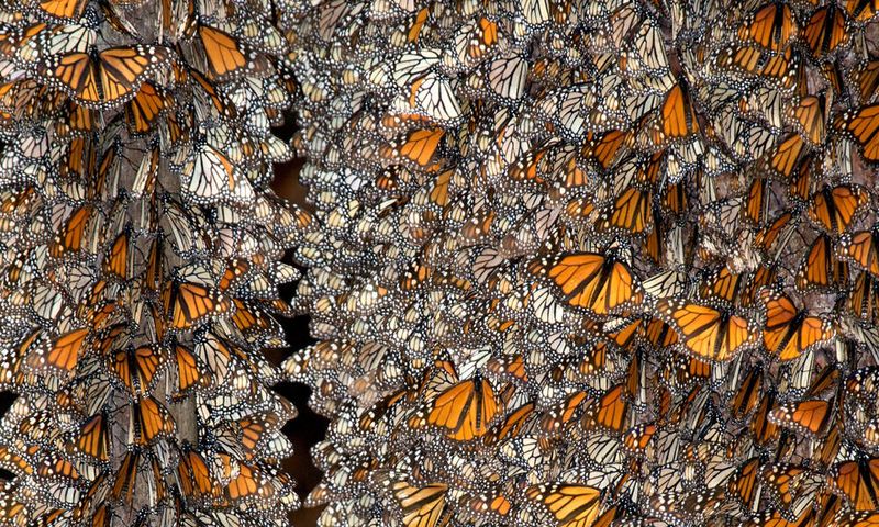 Monarch Butterfly Biosphere Reserve, Mexico