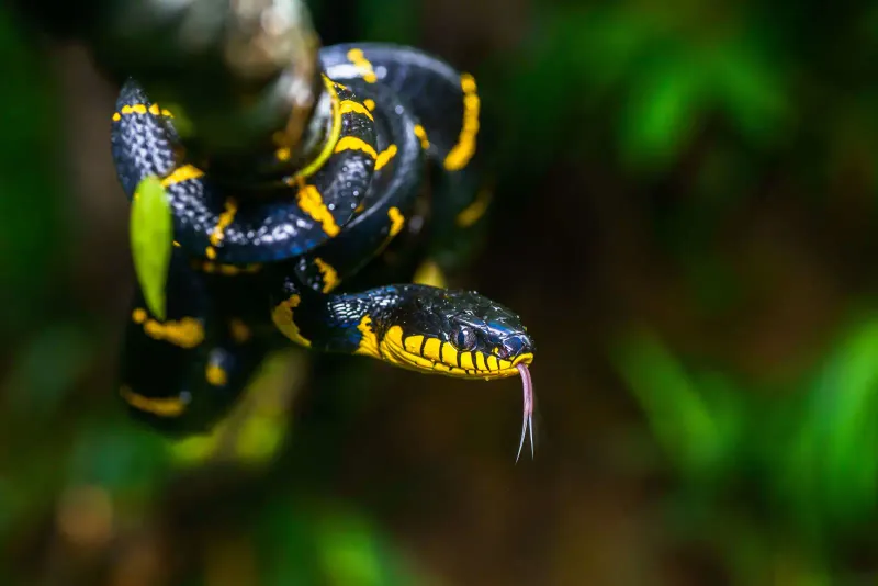 Mangrove Snake