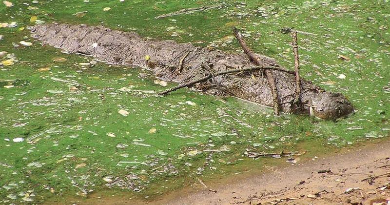 Crocodile's Floating Death Trap