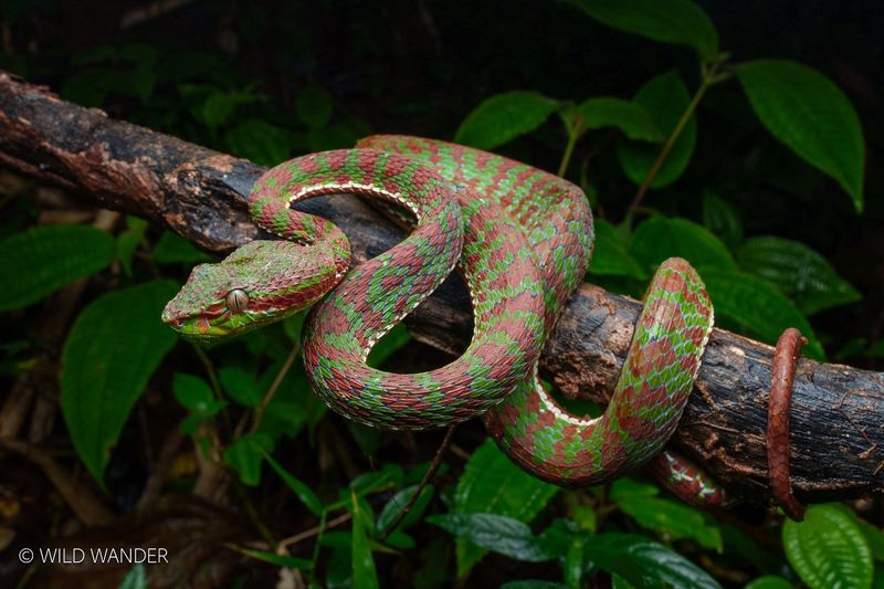 Discovery Highlights Rich Biodiversity