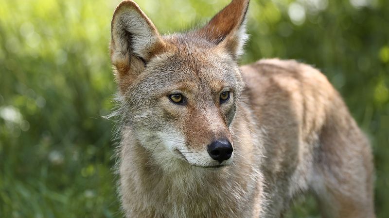 Coyote