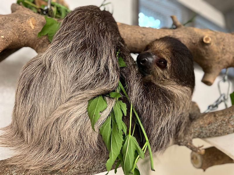 Sloth