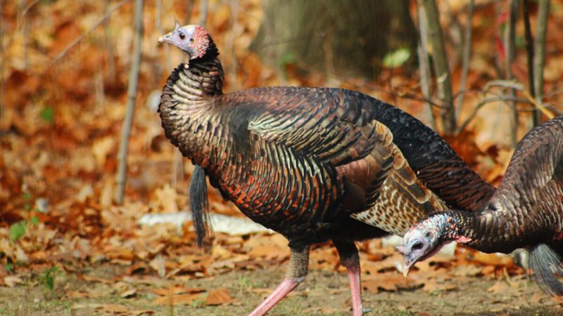 Wild Turkeys: From Thanksgiving Tables To Forest Comeback