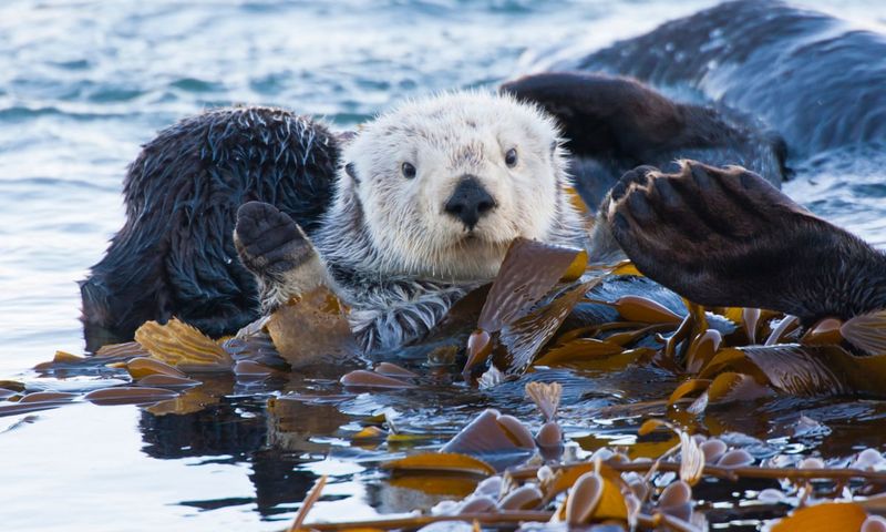 Sea Otter – Ocean's Furry Engineers