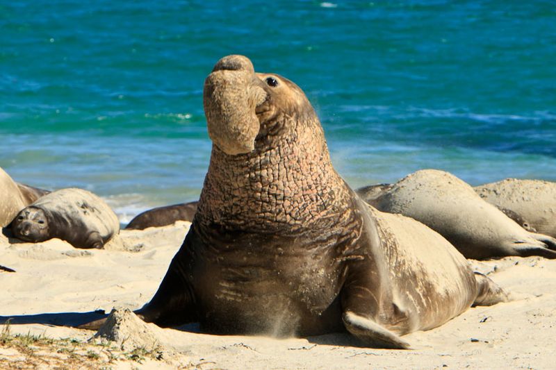 Northern Elephant Seal