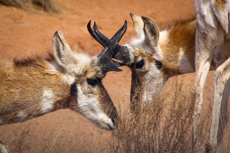 Pronghorn Antelope
