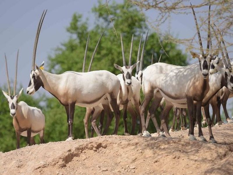 Arabian Oryx: Back From Extinction