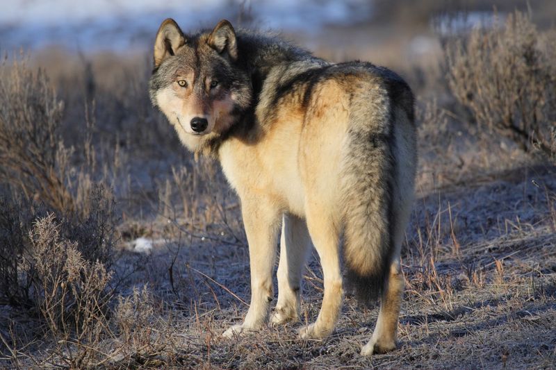 Gray Wolf - Ecosystem Engineers