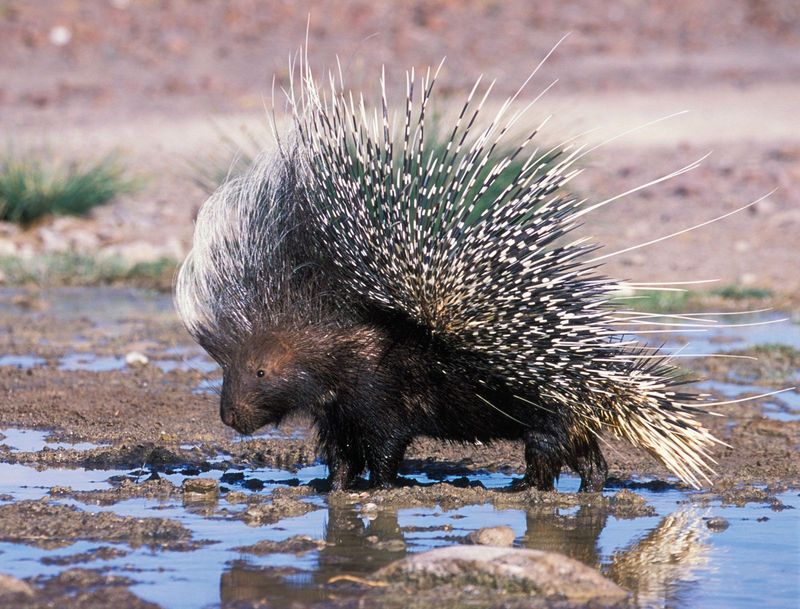 North American Porcupine