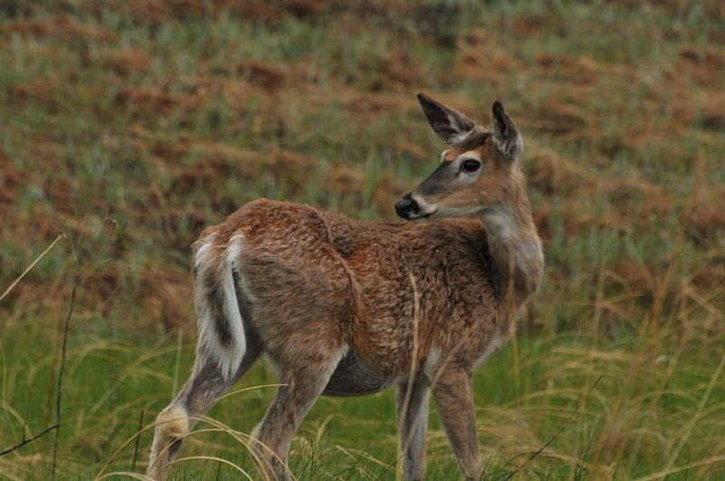 White-Tailed Deer