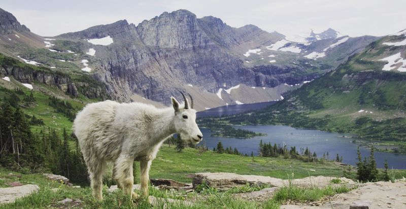 Mountain Goat