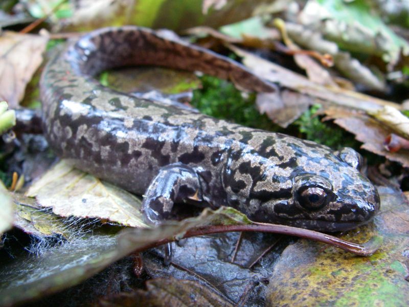Pacific Giant Salamander: Toxic Amphibian Surprise