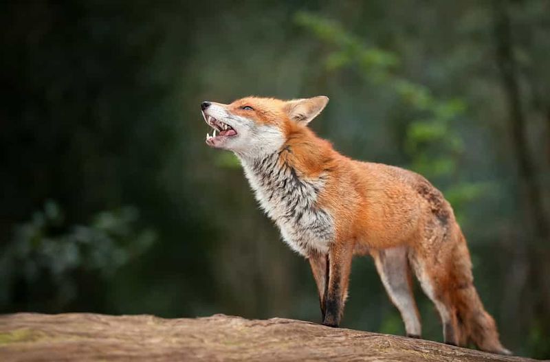 Red Fox