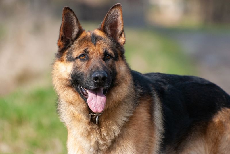 German Shepherd: The Versatile Biter