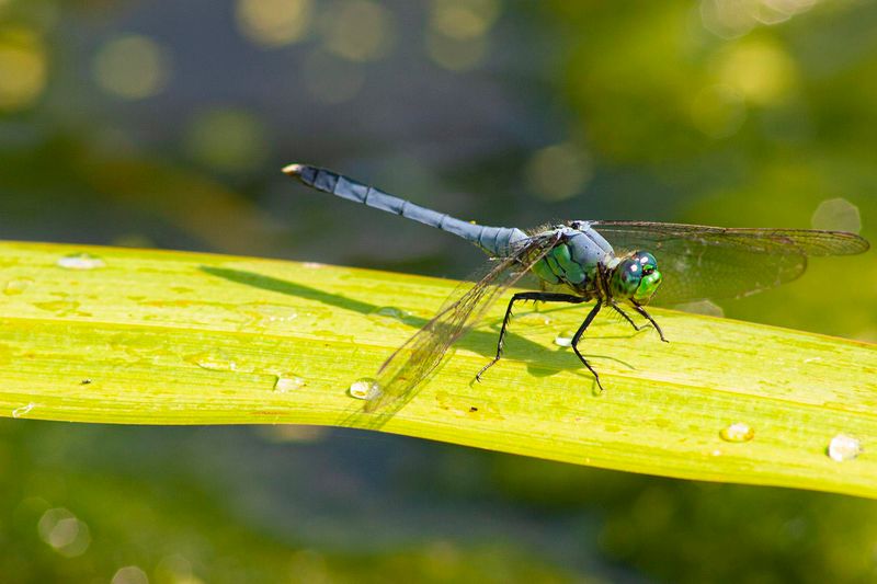 Dragonflies: Aerial Mosquito Assassins