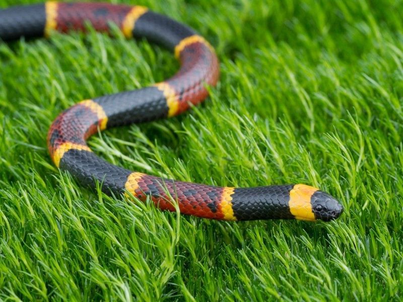 Coral Snake