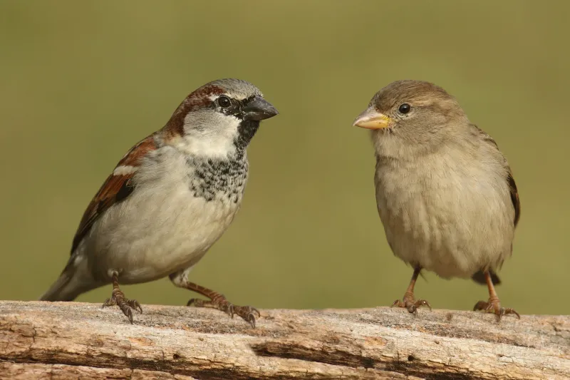 House Sparrow - The Tiny Colonizer