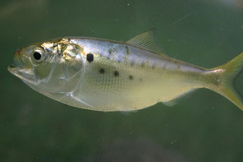 Menhaden – The Invisible Foundation Of Coastal Ecosystems