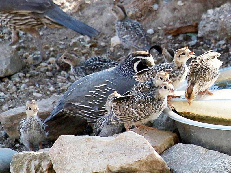 California Quail: Topknot Troupe